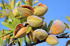 The Almond Fruit: Economic Importance, Uses, and By-Products The Almond Fruit: Economic Importance, Uses, and By-Products