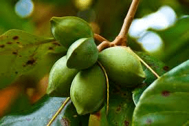 The Almond Fruit: Economic Importance, Uses, and By-Products The Almond Fruit: Economic Importance, Uses, and By-Products