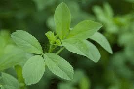 The Alfalfa Leaves: Economic Importance, Uses, and By-Products The Alfalfa Leaves: Economic Importance, Uses, and By-Products