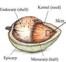 The Almond Hull: Economic Importance, Uses, and By-Products - Agric4Profits