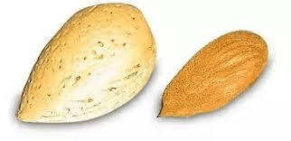 Almond Seed Coat