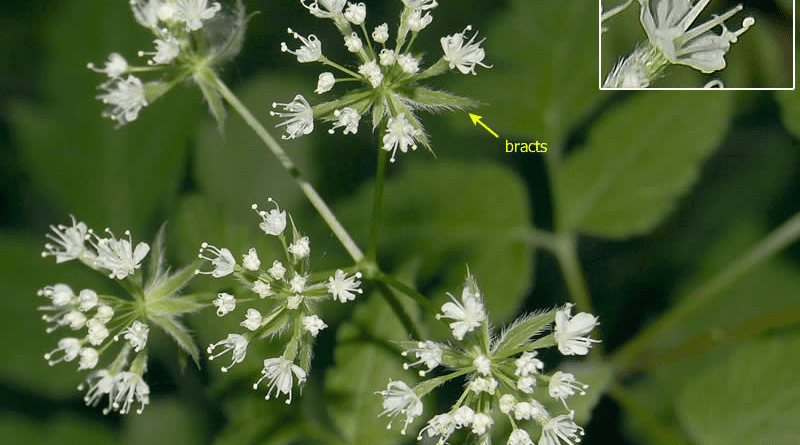The Anise Bracts: Economic Importance, Uses, and By-Products