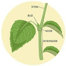 The Anise Nodes: Economic Importance, Uses, and By-Products The Anise Nodes: Economic Importance, Uses, and By-Products