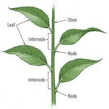The Anise Nodes: Economic Importance, Uses, and By-Products The Anise Nodes: Economic Importance, Uses, and By-Products