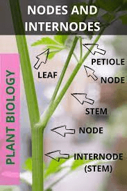 The Anise Nodes: Economic Importance, Uses, and By-Products The Anise Nodes: Economic Importance, Uses, and By-Products