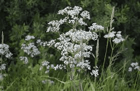The Anise Umbels: Economic Importance, Uses, and By-Products