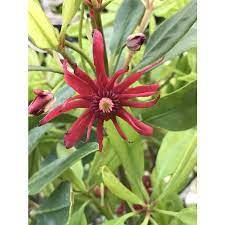 The Anise Stamens: Economic Importance, Uses, and By-Products