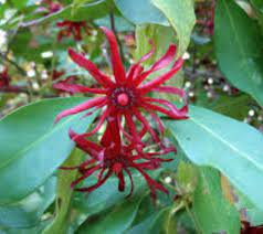 The Anise Stamens: Economic Importance, Uses, and By-Products