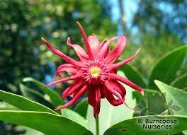 The Anise Stamens: Economic Importance, Uses, and By-Products