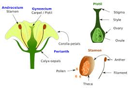 The Anise Ovary: Economic Importance, Uses, and By-Products