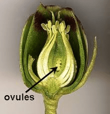 The Anise Ovary: Economic Importance, Uses, and By-Products