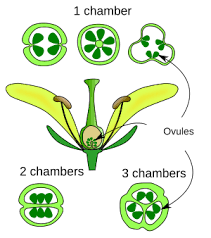The Anise Ovary: Economic Importance, Uses, and By-Products