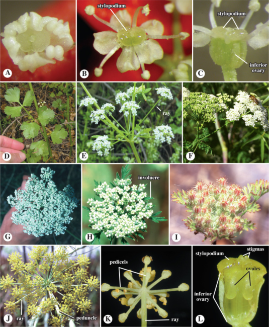 The Anise Ovary: Economic Importance, Uses, and By-Products