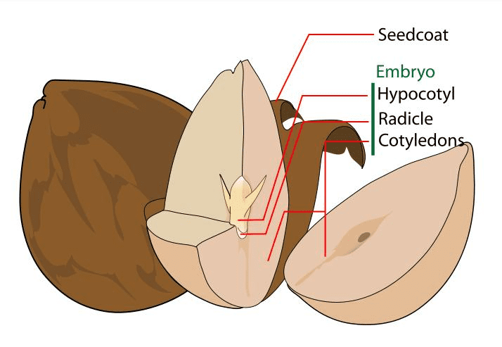 The Almond Cotyledons: Economic Importance, Uses, and By-Products