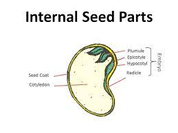 The Almond Cotyledons: Economic Importance, Uses, and By-Products
