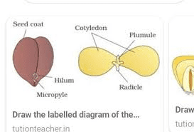 The Almond Cotyledons: Economic Importance, Uses, and By-Products