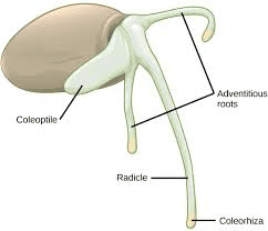 The Almond Cotyledons: Economic Importance, Uses, and By-Products
