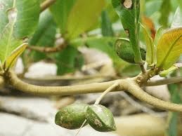 The Almond Leaves: Economic Importance, Uses, and By-Products