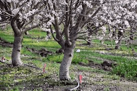 The Almond Stems: Economic Importance, Uses, and By-Products The Almond Stems: Economic Importance, Uses, and By-Products