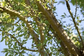 The Almond Stems: Economic Importance, Uses, and By-Products The Almond Stems: Economic Importance, Uses, and By-Products