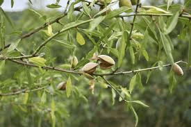 The Almond Stems: Economic Importance, Uses, and By-Products The Almond Stems: Economic Importance, Uses, and By-Products
