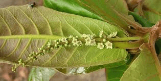The Almond Inflorescence: Economic Importance, Uses, and By-Products The Almond Inflorescence: Economic Importance, Uses, and By-Products