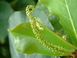 The Almond Inflorescence: Economic Importance, Uses, and By-Products The Almond Inflorescence: Economic Importance, Uses, and By-Products