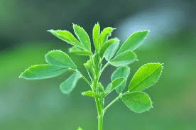The Alfalfa Leaves: Economic Importance, Uses, and By-Products The Alfalfa Leaves: Economic Importance, Uses, and By-Products