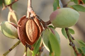 The Almond Peduncle: Economic Importance, Uses, and By-Products