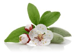 The Almond Petals: Economic Importance, Uses, and By-Products