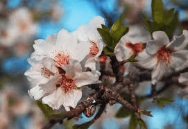The Almond Petals: Economic Importance, Uses, and By-Products