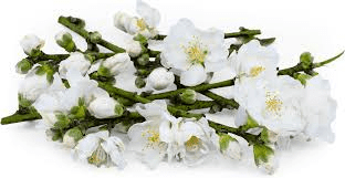 The Almond Petals: Economic Importance, Uses, and By-Products