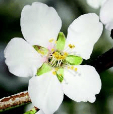 The Almond Petals: Economic Importance, Uses, and By-Products