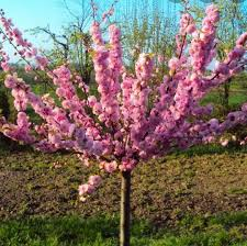 The Almond Branches: Economic Importance, Uses, and By-Products The Almond Branches: Economic Importance, Uses, and By-Products