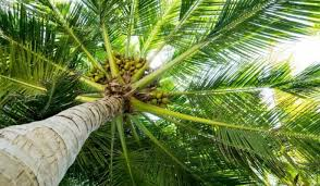 The Coconut Leaves: Economic Importance, Uses, and By-Products