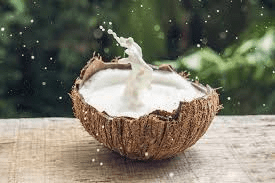 The Coconut Milk: Economic Importance, Uses, and By-Products