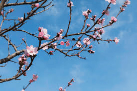 The Almond Branches: Economic Importance, Uses, and By-Products The Almond Branches: Economic Importance, Uses, and By-Products