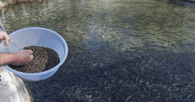 Duration to Store Fish Feeds before Feeding them to Fishes?