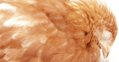 Gumboro Disease in Poultry: Symptoms and Prevention