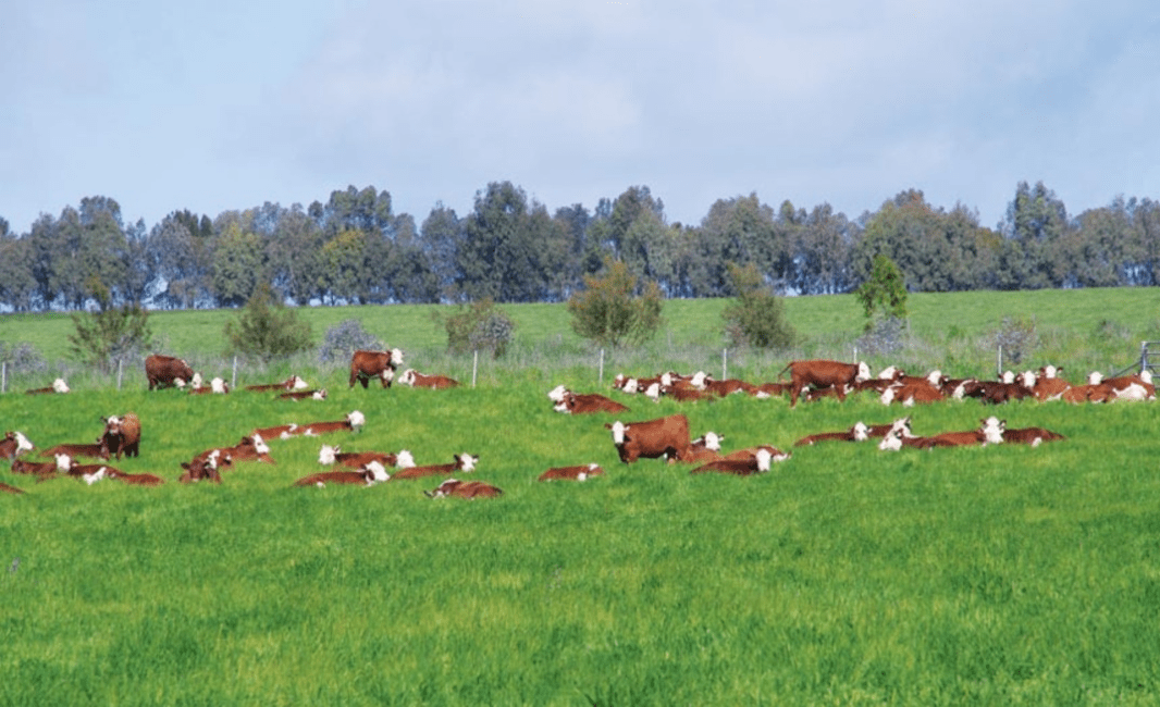 8 Steps to Successful Perennial Pasture Establishment 8 Steps to Successful Perennial Pasture Establishment