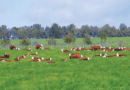 8 Steps to Successful Perennial Pasture Establishment