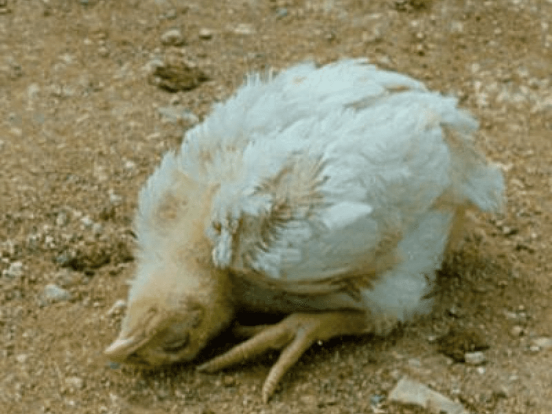 Newcastle Disease in Poultry: Symptoms and Prevention