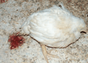 Coccidiosis Disease in Poultry: Symptoms and Prevention