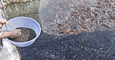 How to Control Feeding Struggle among Fishes in the same Pond