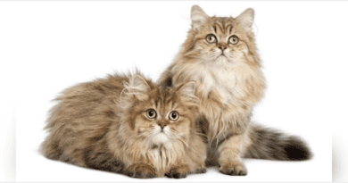 Fluffy Cat Breeds Description and Complete Care Guide