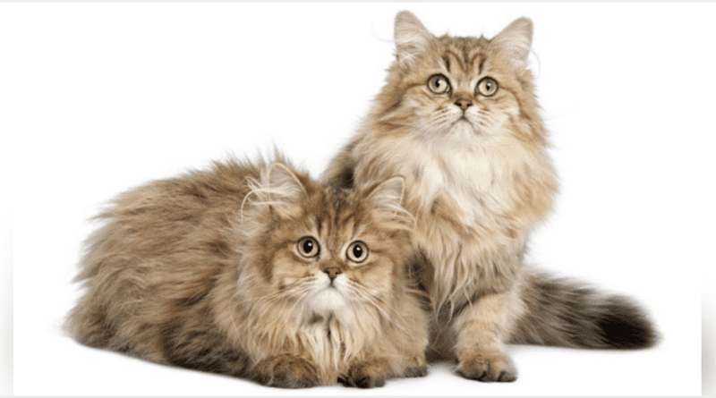 Fluffy Cat Breeds Description and Complete Care Guide