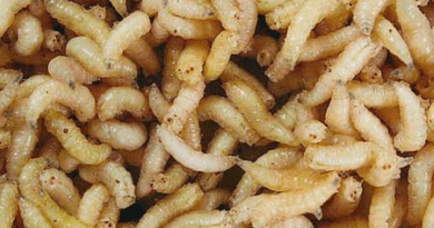 Maggot Feeding: Can You Feed Fishes with Maggots?