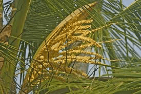 The Coconut Inflorescence: Economic Importance, Uses, and By-Products