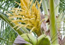 The Coconut Flowers: Economic Importance, Uses, and By-Products