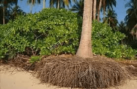 The Coconut Roots: Economic Importance, Uses, and By-Products